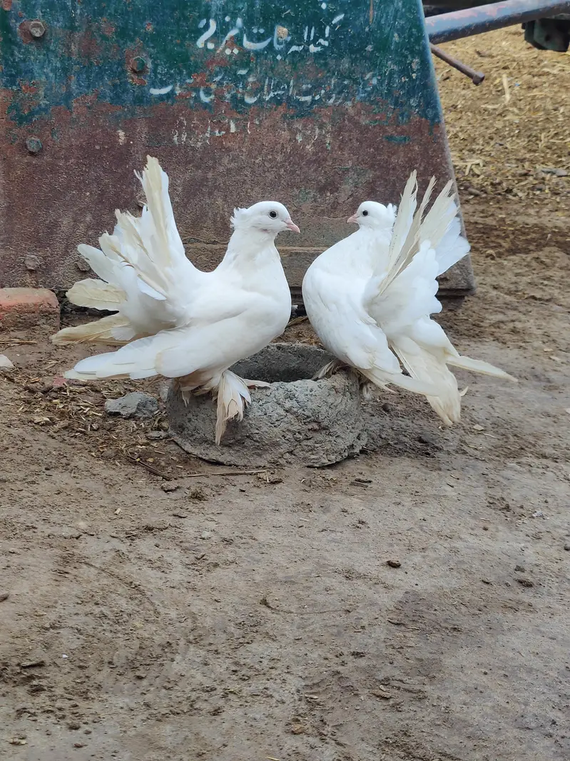 American female — photo 3