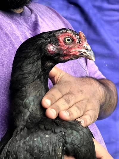 3 high Quality maadiya available hai