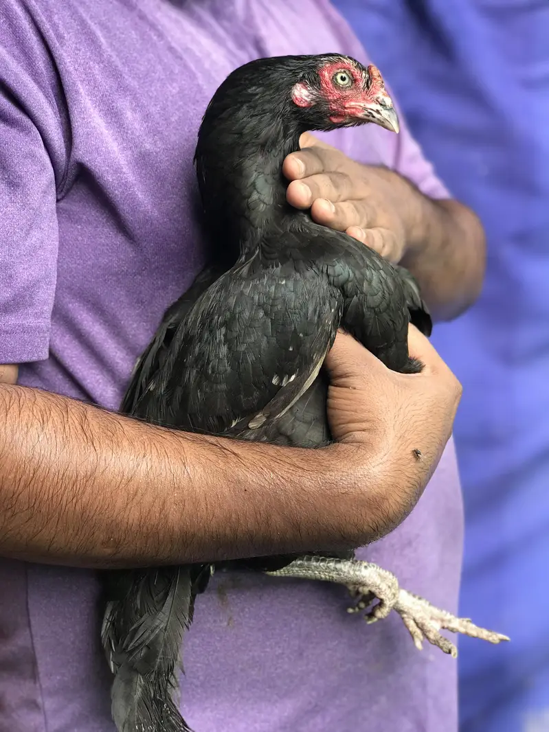 3 high Quality maadiya available hai — photo 2