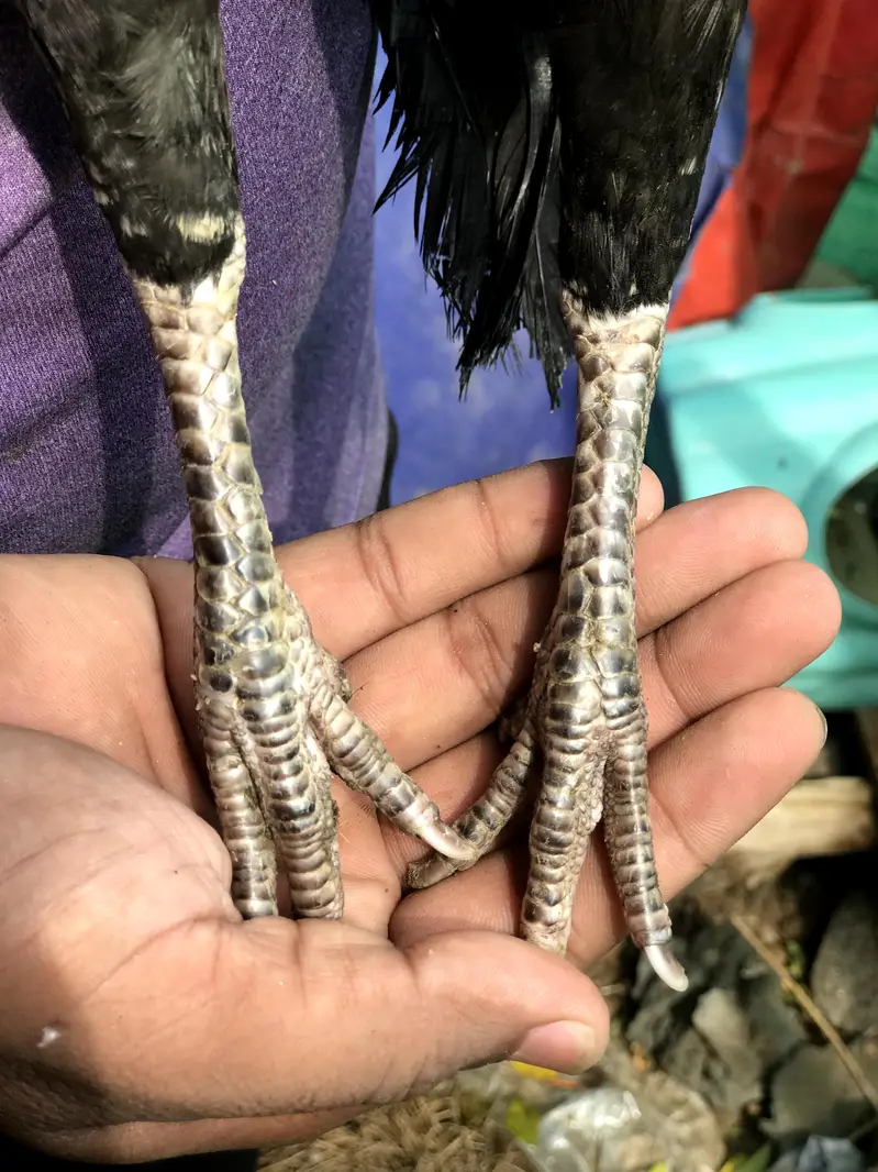 3 high Quality maadiya available hai — photo 3