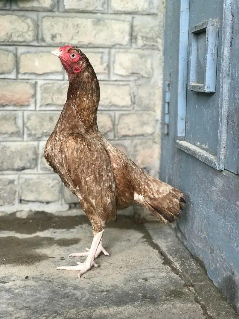 3 high Quality maadiya available hai — photo 4