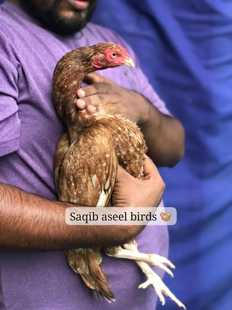 3 high Quality maadiya available hai — photo 5