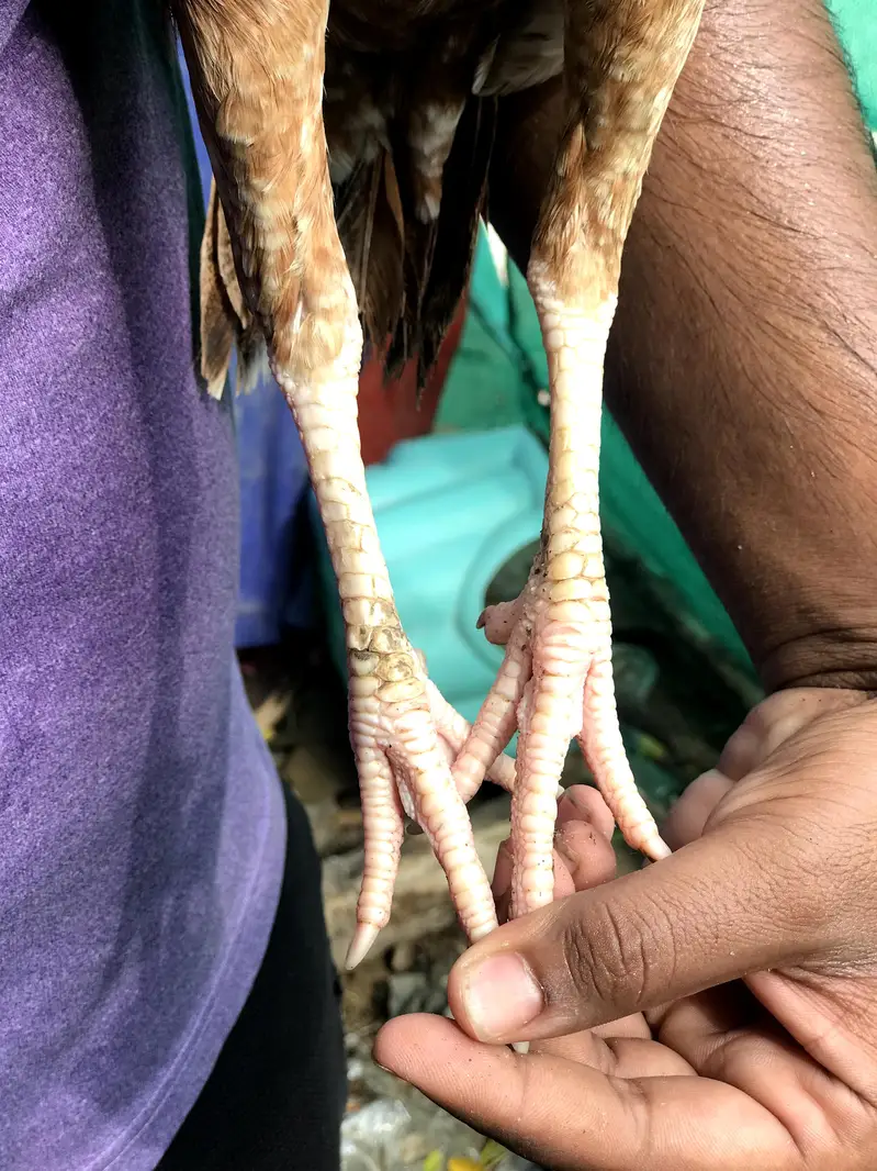 3 high Quality maadiya available hai — photo 6