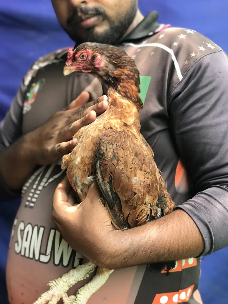 3 high Quality maadiya available hai — photo 7