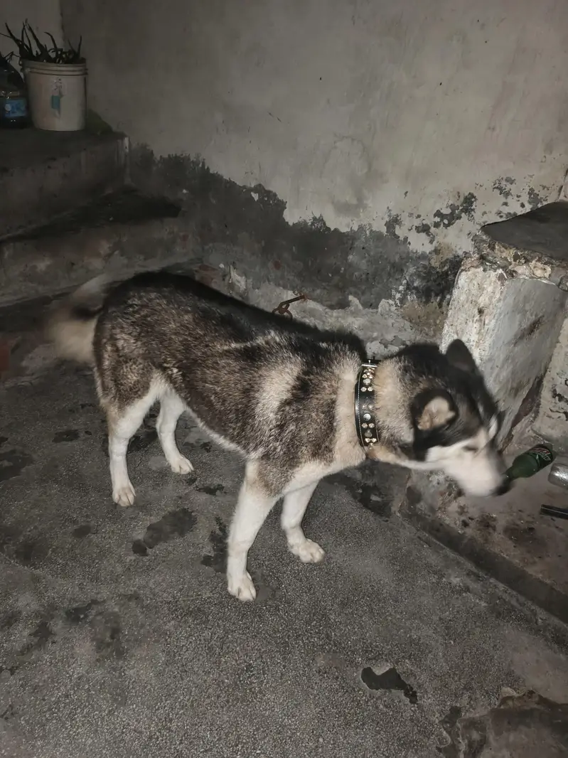 Siberian husky full heat py ha — photo 2