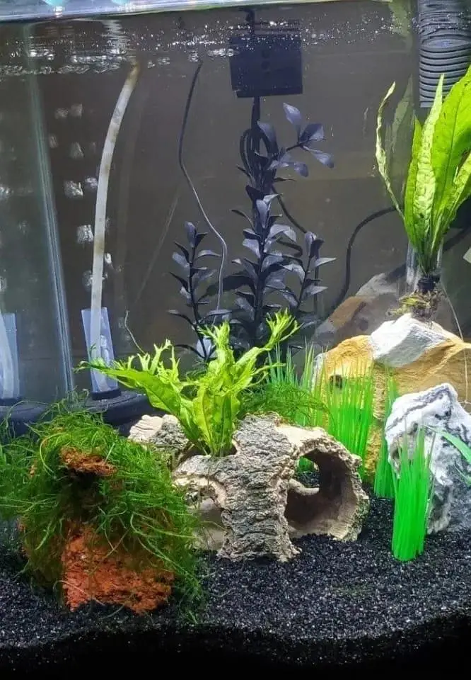 Fish and aquarium Munaseeb price 03104016778 — photo 2