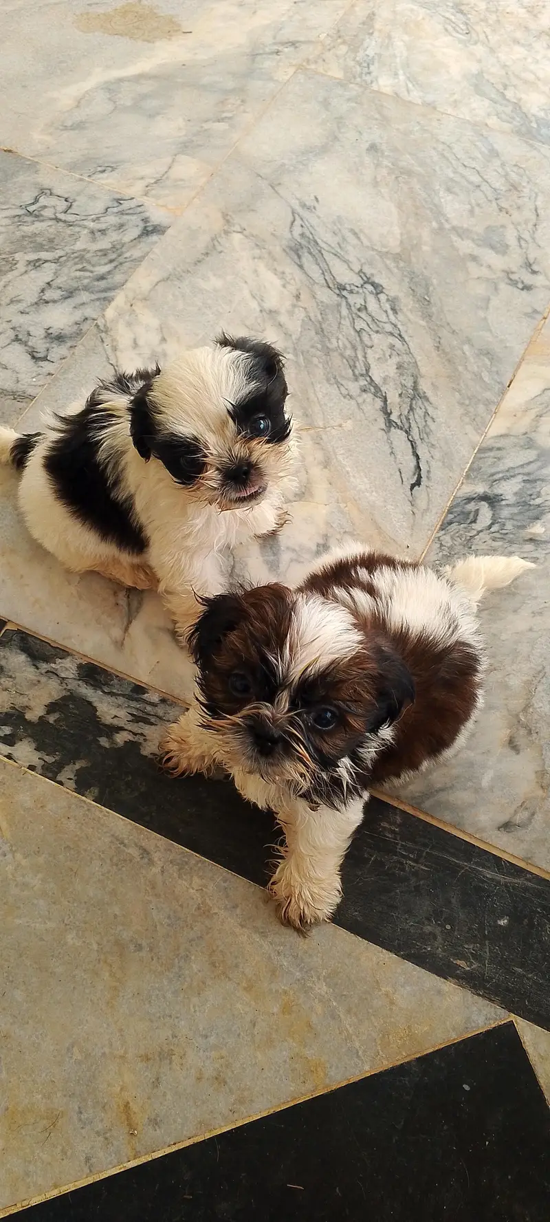 shihtzu puppies — photo 2