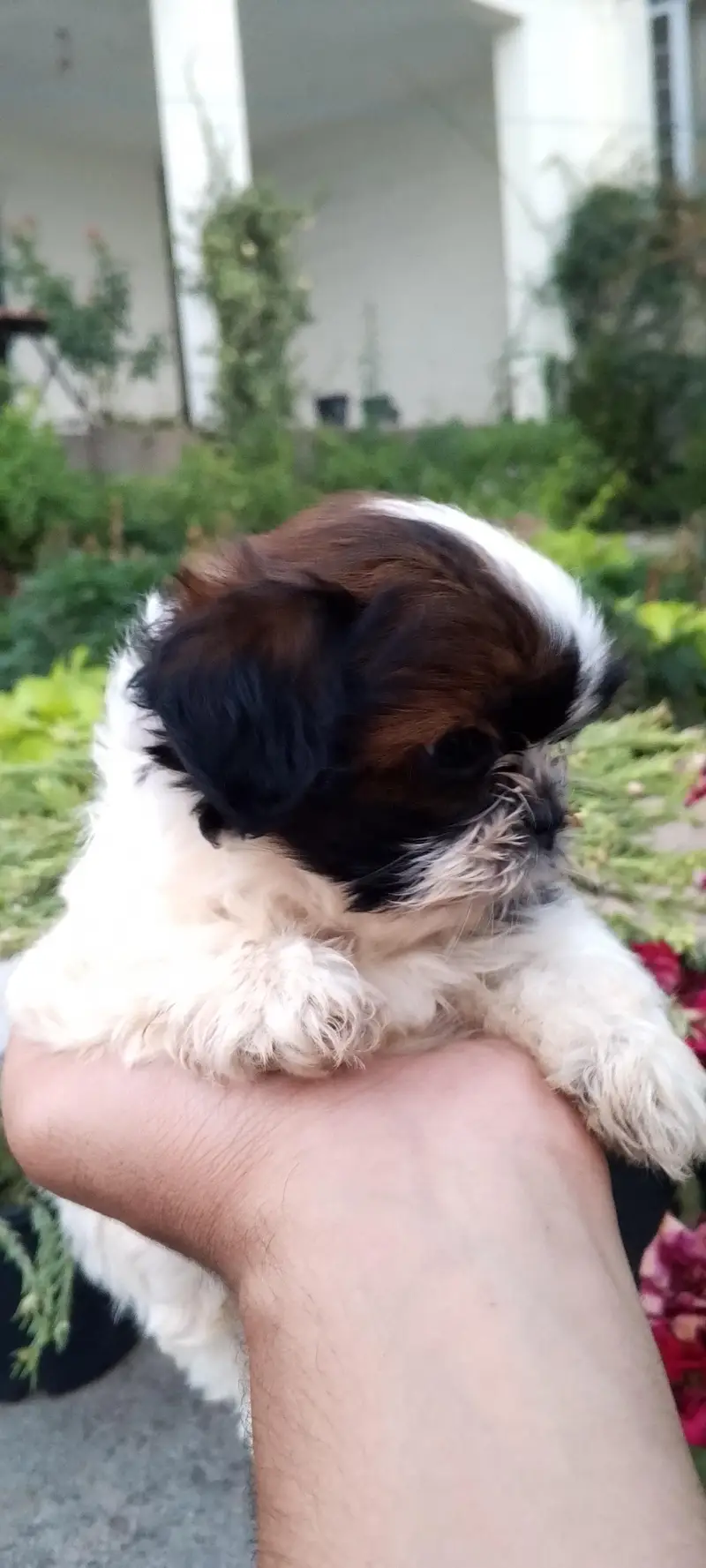 shihtzu puppies — photo 3