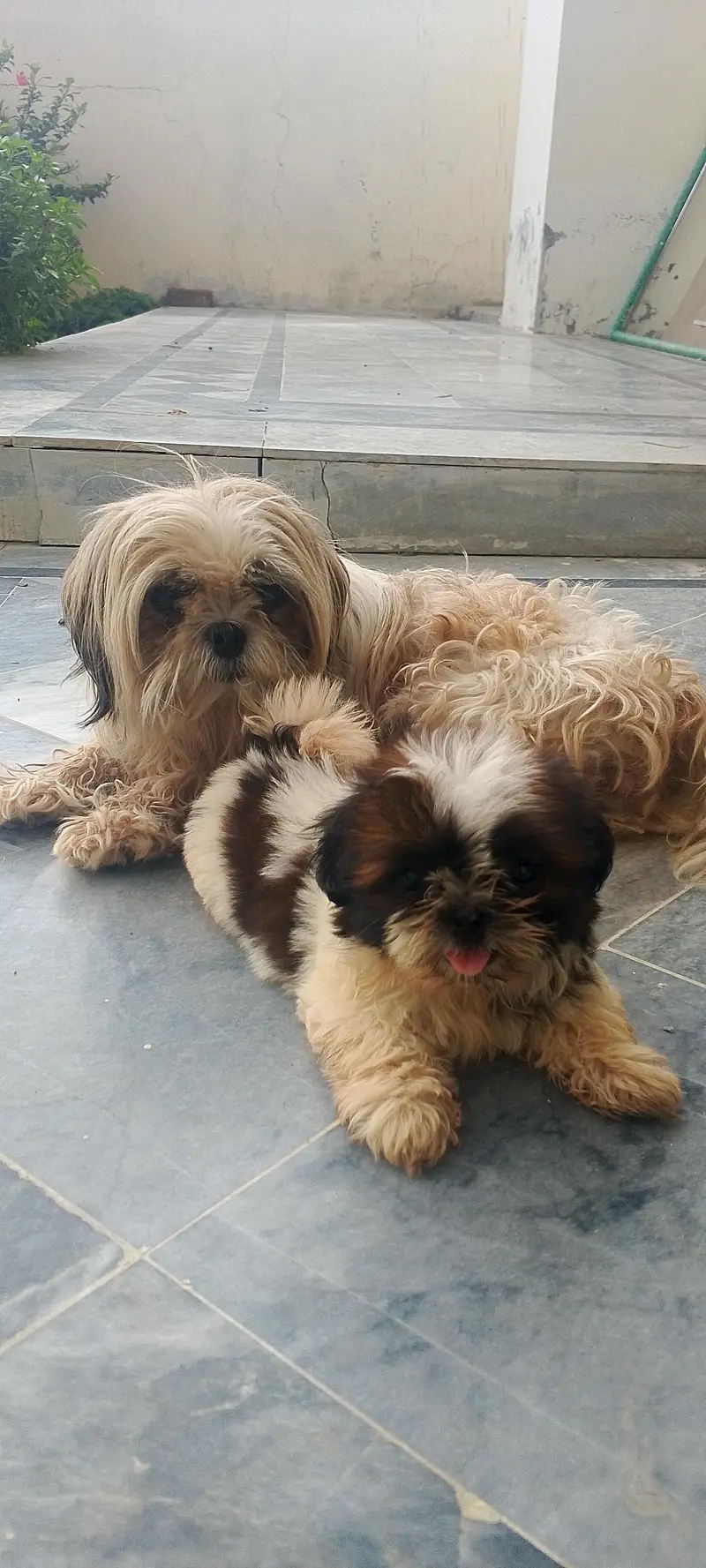 shihtzu puppies — photo 4