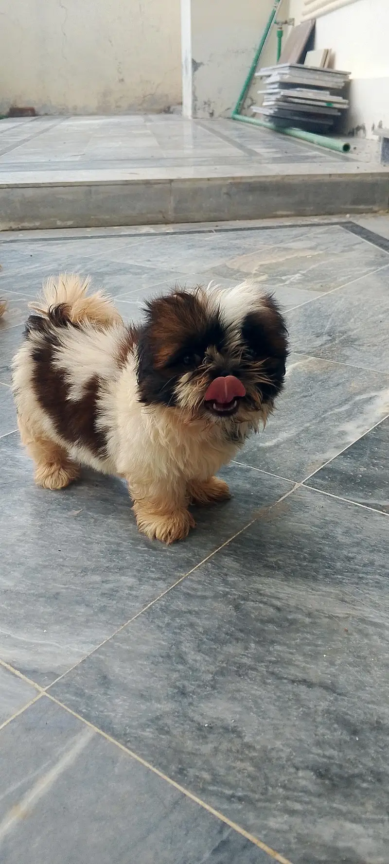 shihtzu puppies — photo 5