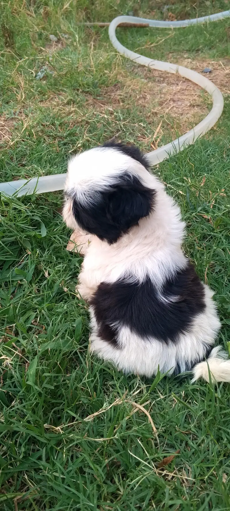 shihtzu puppies — photo 6
