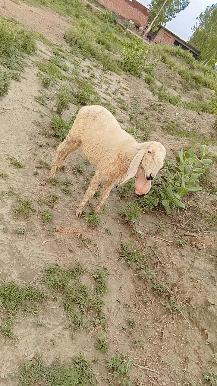 Female Sheep — photo 2