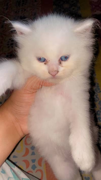 Kittens are available