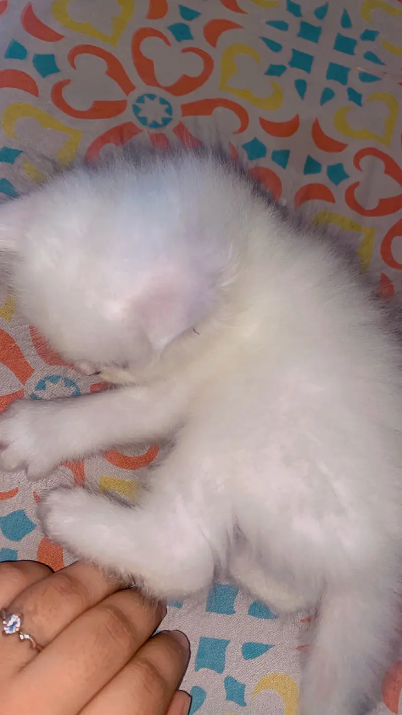 Kittens are available — photo 2
