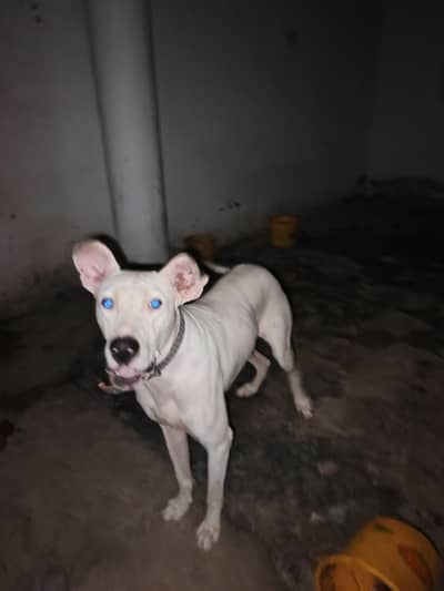 bulley dog