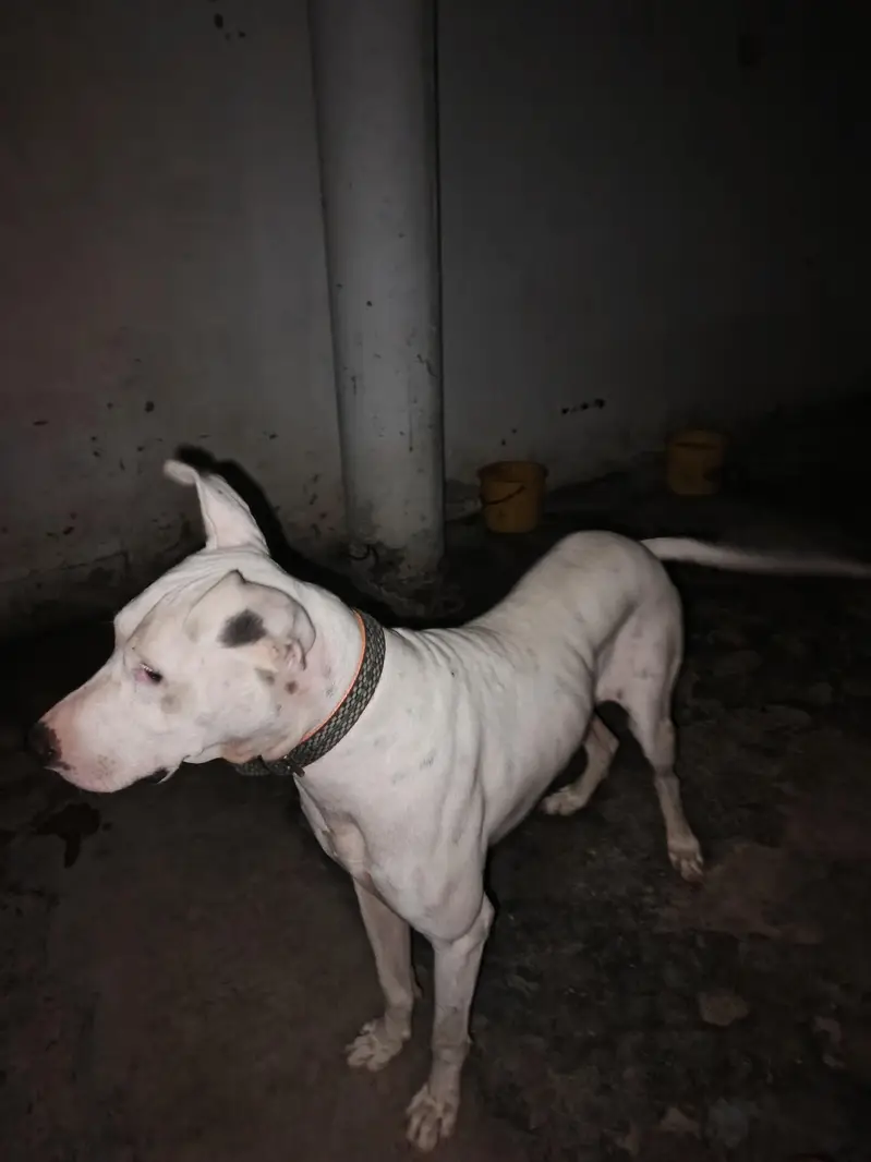 bulley dog — photo 2