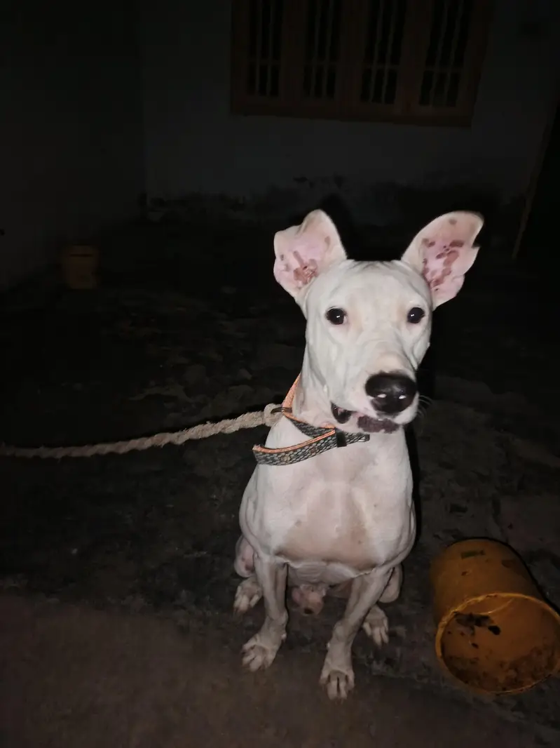 bulley dog — photo 3