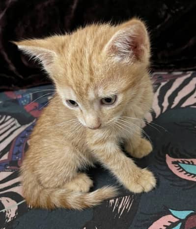 kittens