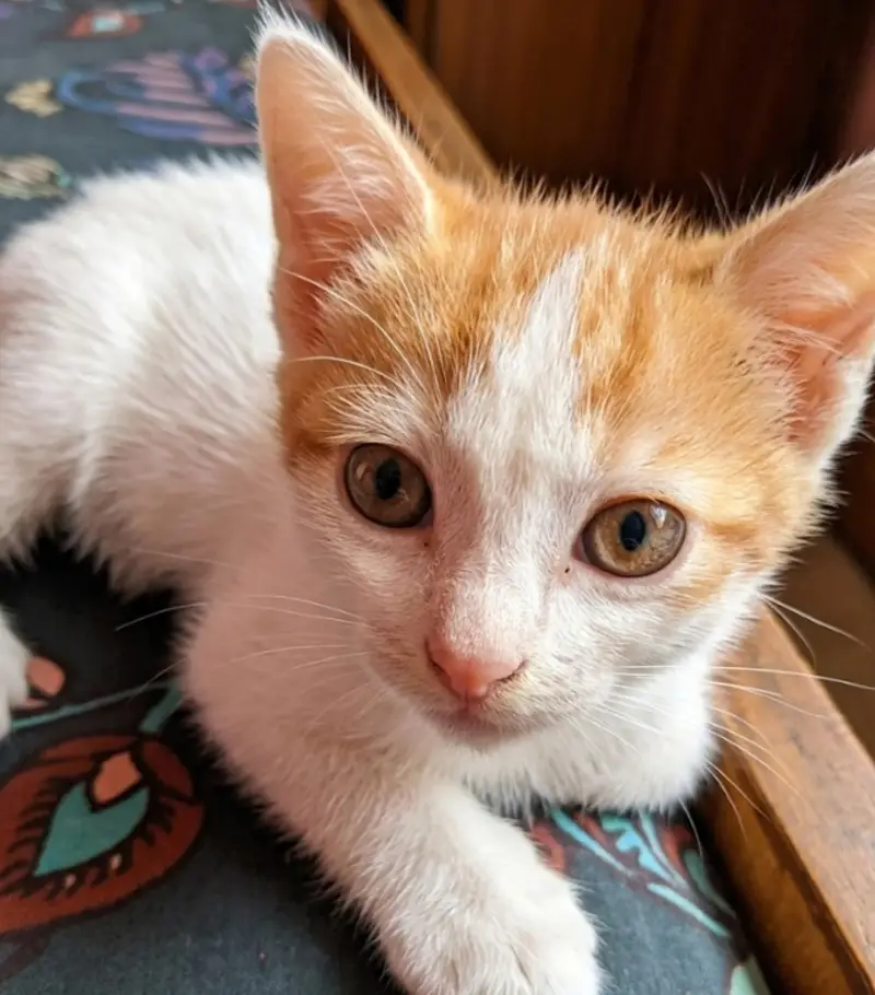 kittens — photo 2