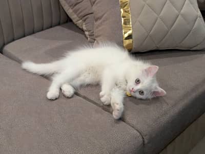 pure white Persian kitten punch face
