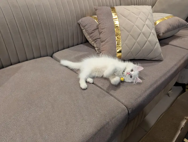 pure white Persian kitten punch face — photo 2