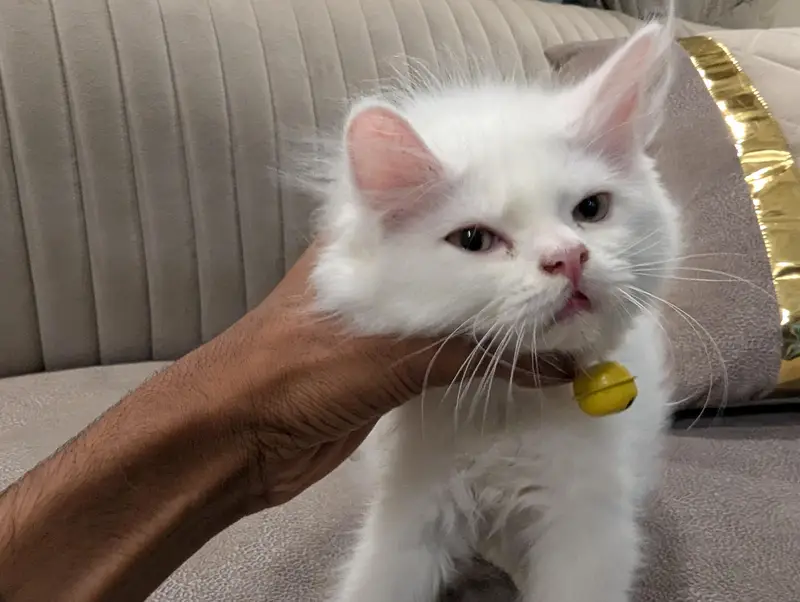 pure white Persian kitten punch face — photo 3