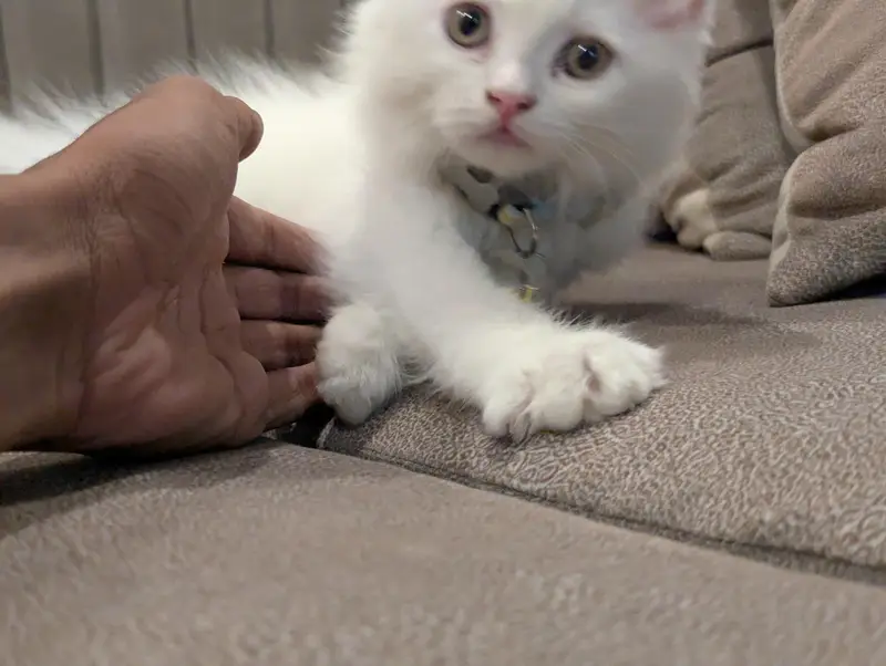 pure white Persian kitten punch face — photo 4