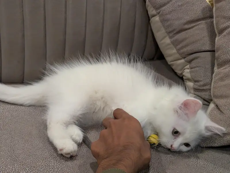 pure white Persian kitten punch face — photo 5