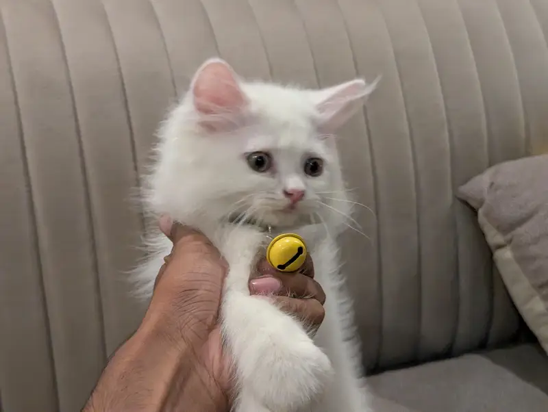 pure white Persian kitten punch face — photo 6