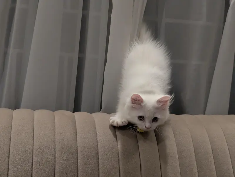 pure white Persian kitten punch face — photo 7