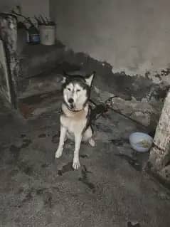 Siberian husky full heat py ha