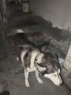 Siberian husky full heat py ha — photo 3