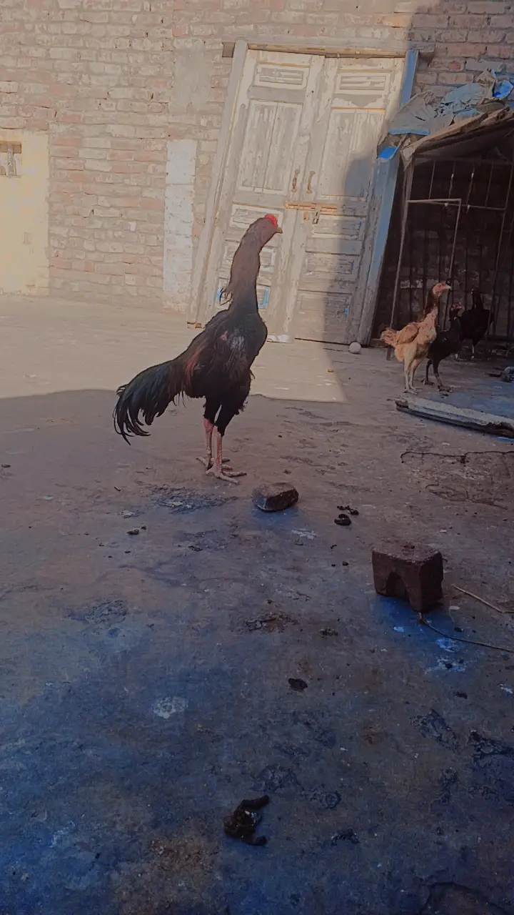 aseel — photo 2