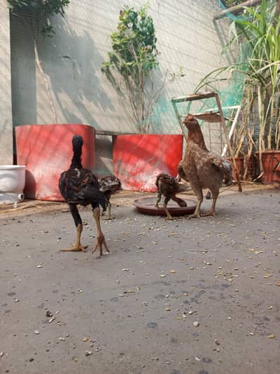 Aseel chicks lasani