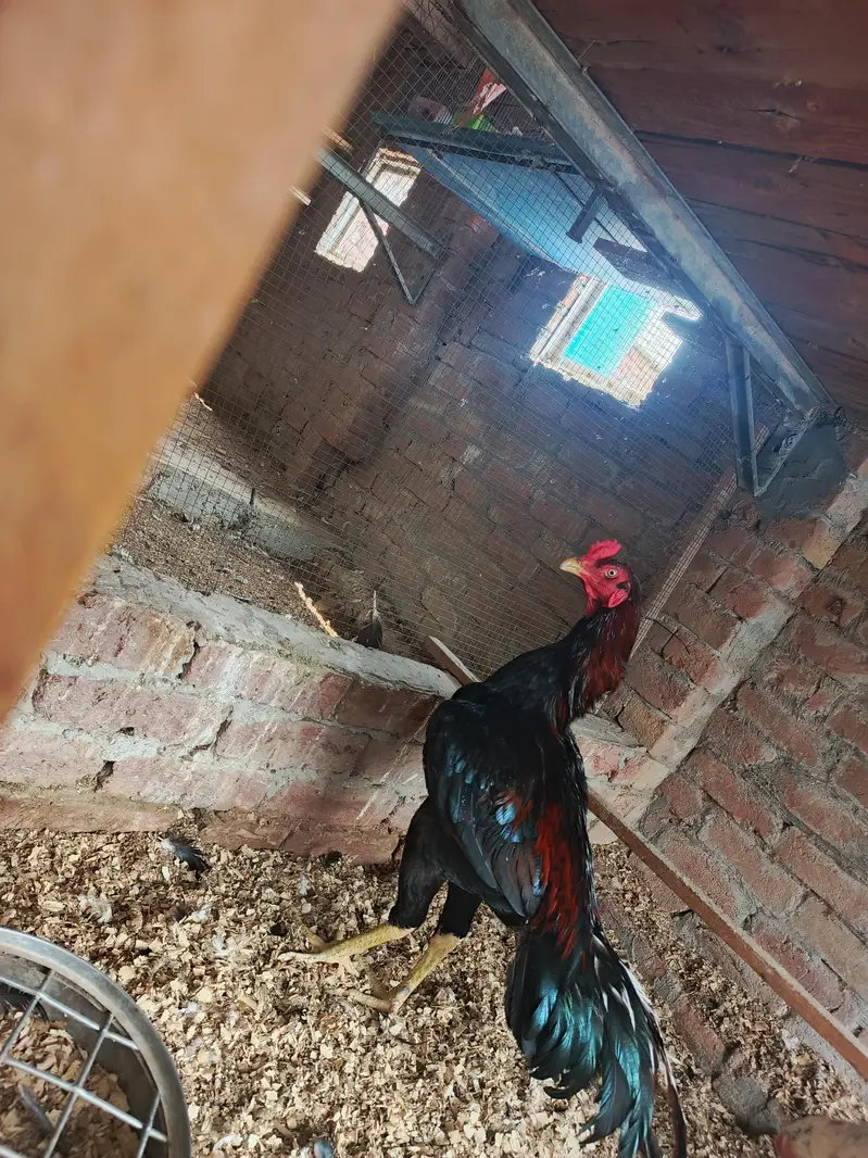 Aseel chicks lasani — photo 2