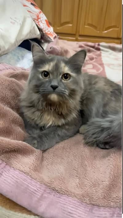 A FEMALE CAT WITH GOLDEN EYES FOR 7000