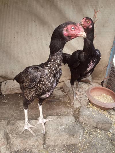 pure aseel hen Pakistani