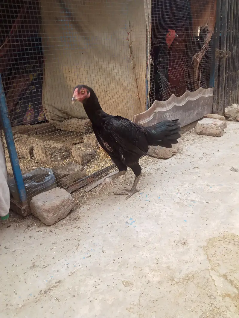 pure aseel hen Pakistani — photo 2