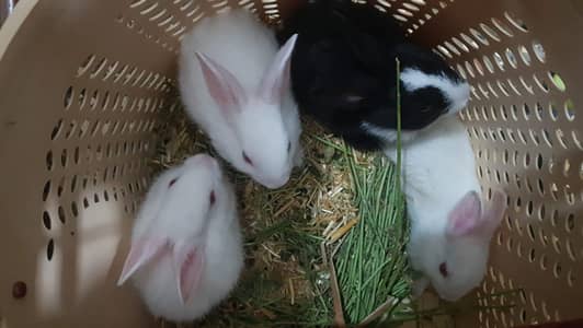 Rabbits bunnies toy pet Available for children
