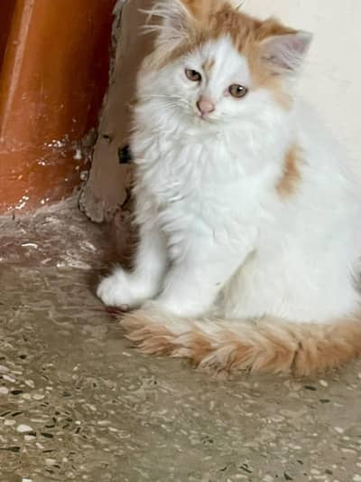 Persian kittens