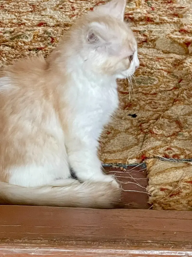 Persian kittens — photo 2