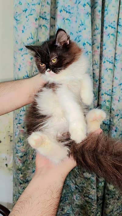 persian kitten