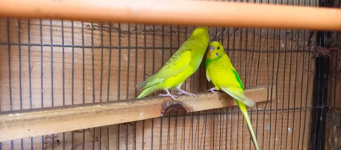 Australian Birds Pair with 3 kids