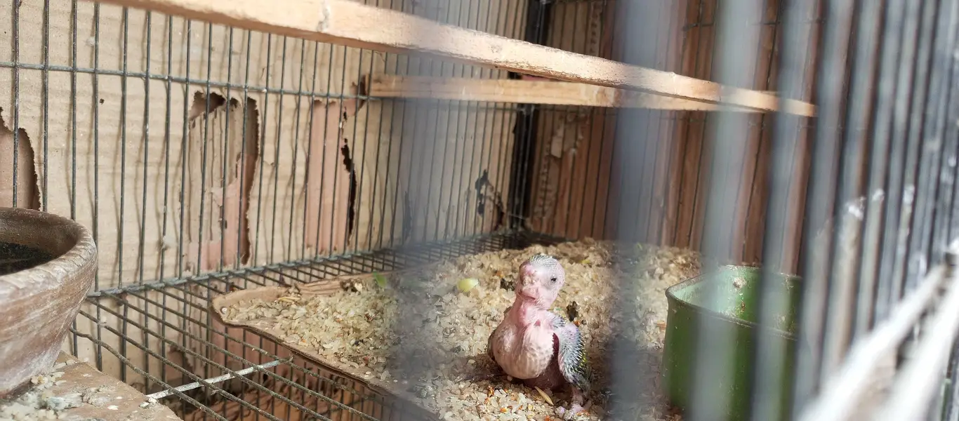 Australian Birds Pair with 3 kids — photo 3