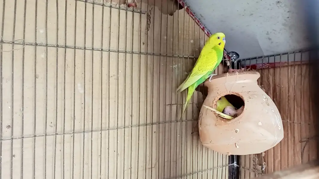 Australian Birds Pair with 3 kids — photo 4