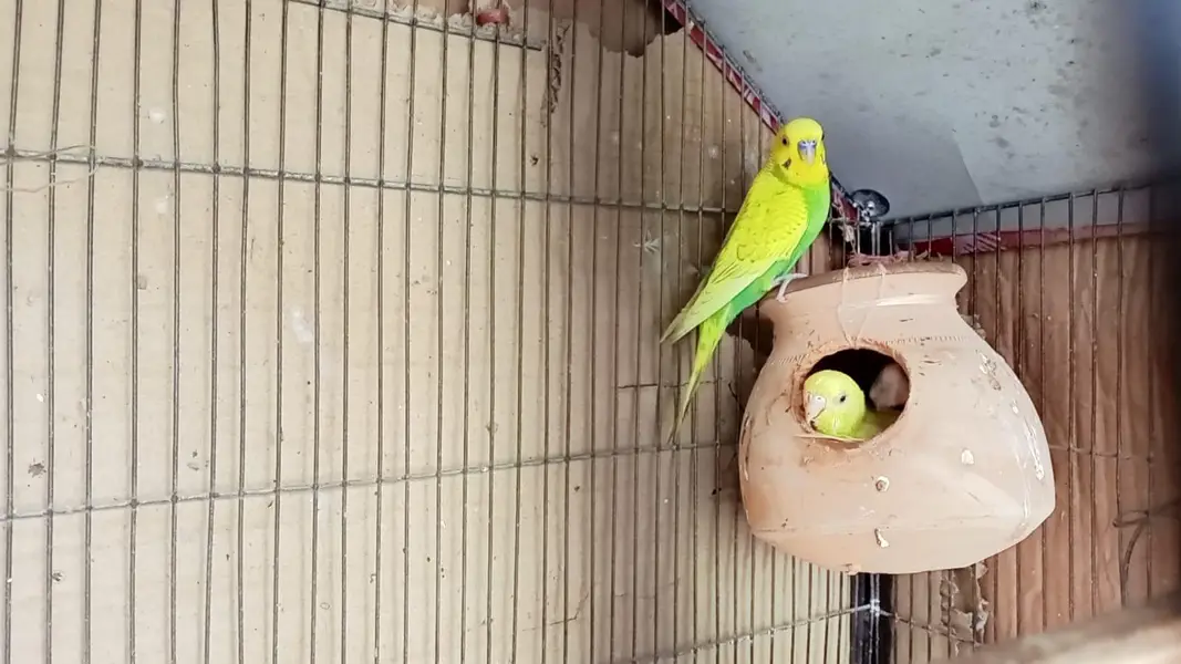 Australian Birds Pair with 3 kids — photo 5