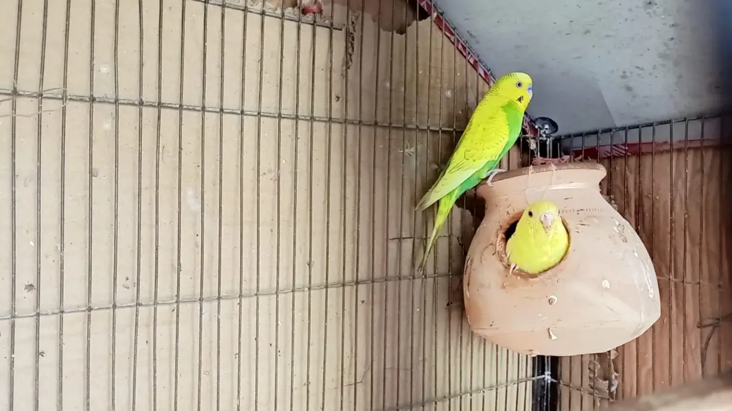 Australian Birds Pair with 3 kids — photo 6