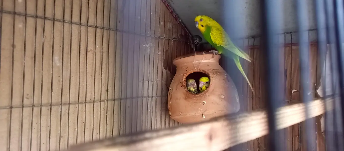 Australian Birds Pair with 3 kids — photo 8