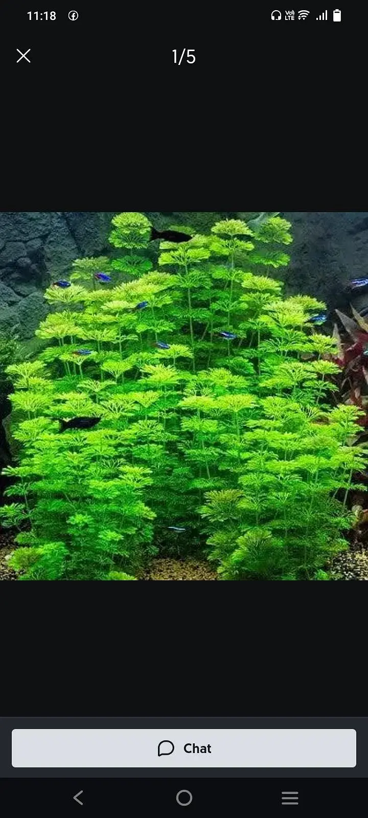 aquarium plants and fish for sale