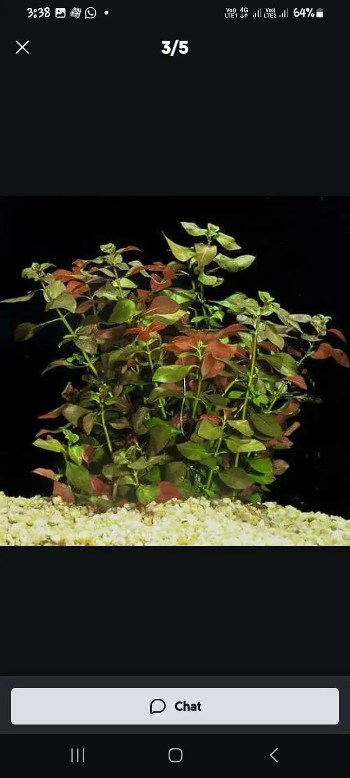 aquarium plants and fish for sale — photo 2